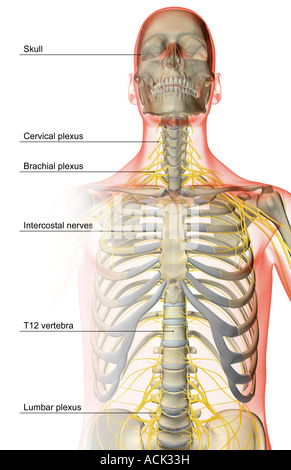 Die Nerven des Oberkörpers Stockfoto
