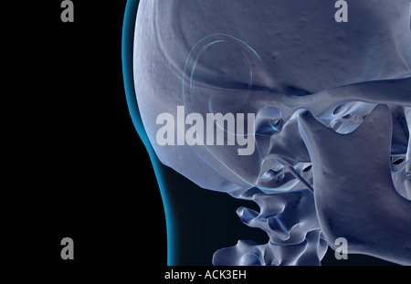 Die Knochen des Gesichts Stockfoto