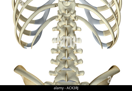 Die Knochen des unteren Rückens Stockfoto