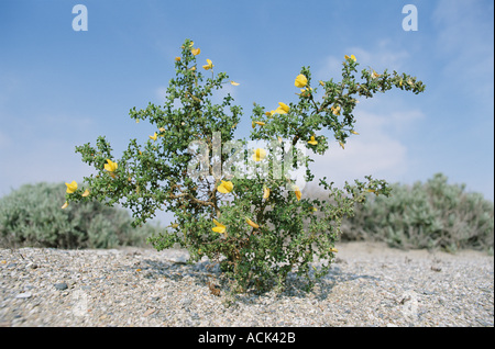 Große gelbe Restharrow Ononis Natrix Spanien Stockfoto