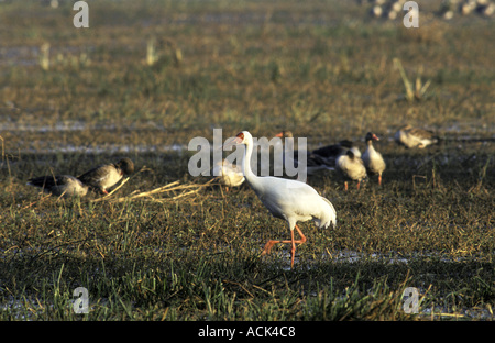 Große weiße Kranich Grus Leucogeranus Keoladeo Ghana NP Indien Überwinterung Stockfoto