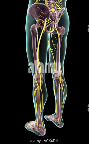 Die Nerven der unteren Körperhälfte Stockfoto