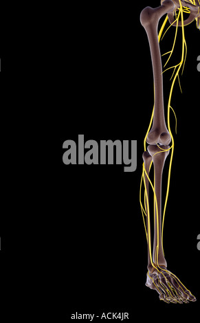 Die Nerven der unteren Extremität Stockfoto