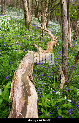 Log-Bäume in bewaldeten Wald von White Bärlauch Allium und Glockenblumen und Bäume Bucht Dorf Stockfoto