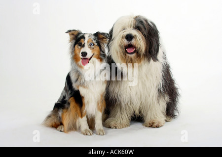 Bobtail und Australian Shepherd Old English Sheepdog Stockfoto