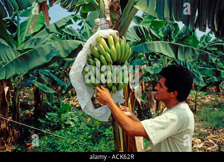 1 eine guatemaltekische Volk Person erwachsener Mann männlich Banane Plantage Stadt Los Amates Izabal Abteilung Guatemala Stockfoto