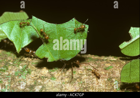 Blatt-Schneiden Ameisen (Atta Cephalotes) unter Schnitt Segmente der Blätter zurück zu ihrem Nest im Regenwald, Costa Rica Stockfoto