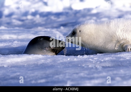 Harp Seal Pup und Mutter auf Eisschollen im Golf von St. Lawrence Kanada Nordamerika Stockfoto