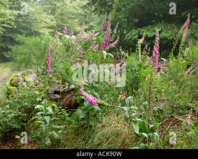 Gemeinsamen Fingerhut lila Fingerhut Digitalis Purpurea in Blüte Stockfoto