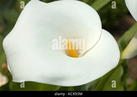 Weisse Calla Zantedeschia Aethiopica Hochzeit Blume In Voller Blute Stockfotografie Alamy