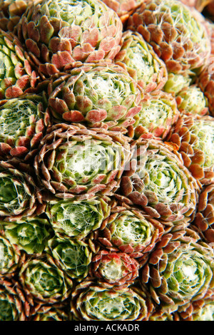 Hauswurz (Sempervivum Arachnoideum) Stockfoto