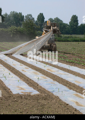 Entfernen von Kunststoff deckt aus einem Feld der Anbau von Mais Stockfoto