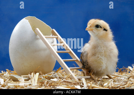 Küken auf Leiter neben Ei Stockfoto