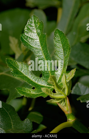 Latein, Ficus Carica. Gemeinsame, gemeinsame Feigenbaum, braun Türkei Fig / Detail Bilder der Blätter Stockfoto