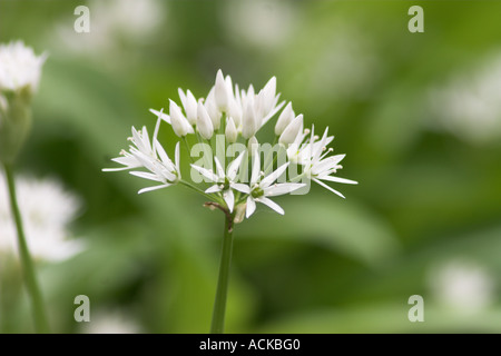 Allium Bärlauch weiß Stockfoto