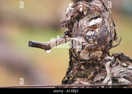 Detail einer Weinrebe nach Winter Rebschnitt im Frühjahr, wenn die Temperaturen steigen, die SAP-sickert heraus von der Beschneidung Wunde. Dies heißt, dass die Reben Weinen Les Vignes Pleurent, ein Tropf am Zweig Rebsorte Cabernet Sauvignon Domaine de Triennes Nans-Les-Pins Var Cote d ' Azur Frankreich gesehen werden kann Stockfoto