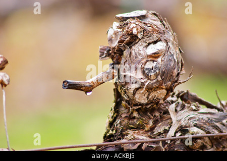 Detail einer Weinrebe nach Winter Rebschnitt im Frühjahr, wenn die Temperaturen steigen, die SAP-sickert heraus von der Beschneidung Wunde. Dies heißt, dass die Reben Weinen Les Vignes Pleurent, ein Tropf am Zweig Rebsorte Cabernet Sauvignon Domaine de Triennes Nans-Les-Pins Var Cote d ' Azur Frankreich gesehen werden kann Stockfoto