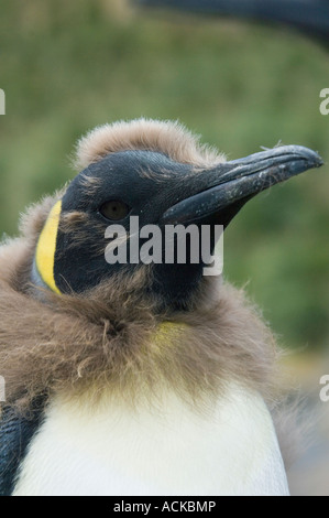 Königspinguin (Aptenodytes Patagonicus) Häutung in Erwachsene Gefieder, Insel Südgeorgien, Antarktis Stockfoto