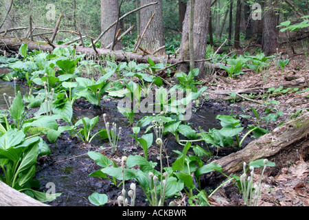 Feuchtgebiete Stream und Skunk Cabbage Symplocarpus foetidus Stockfoto