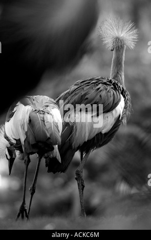 Grey gekrönter Kran Balearica regulorum Stockfoto