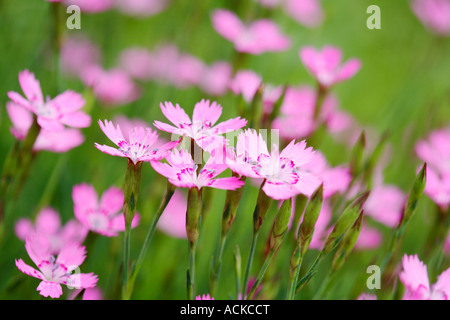 Frau Rosa (Dianthus Deltoides). Extrem kurze Tiefenschärfe Stockfoto