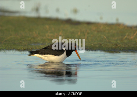 Eurasischen Austernfischer Haematopus Ostralegus Erwachsenen waten Kent England März Stockfoto