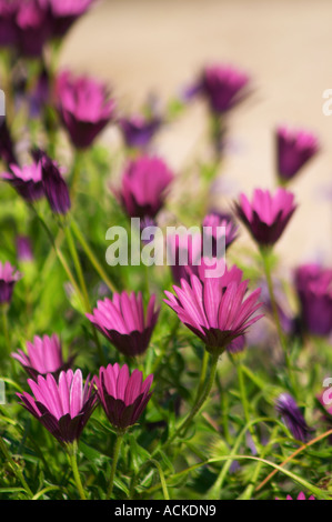 Violetten Blüten im Garten Clos des Iles Le Brusc Six Fours Cote d ' Azur Var Frankreich Stockfoto