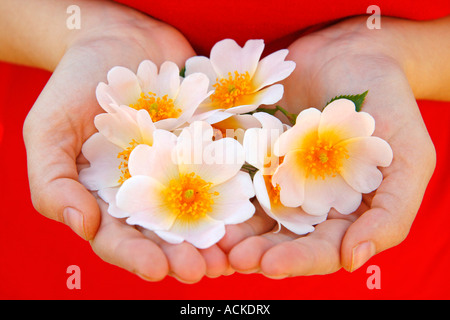 Heckenrose (Rosa Canina) Stockfoto