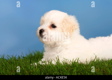 Coton de Tulear Welpen 6 Wochen Stockfoto