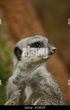 Head of Earth männlich - Suricata suricatta Stockfoto