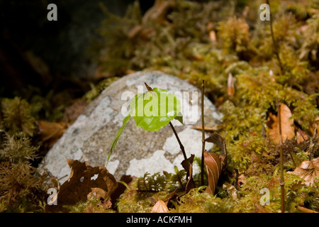 Buche-Sämling im Frühling Stockfoto