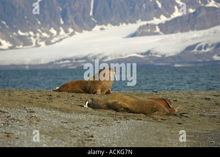 Walross Odobenus Rosmarus A Kolonie von Walross am Strand im Norden Spitzbergen The Arctic oben geschleppt. Stockfoto