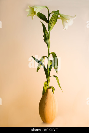 Lilium Candidum weiße Lilie Hybrid der Madonna Lilie Stockfoto