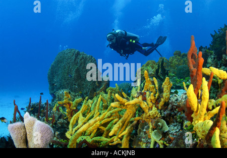 Taucher unter Wasser in der Nähe von Bewuchs auf Tormentos Riff Divesite Cozumel Mexiko Stockfoto