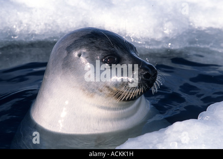 Erwachsenen Grönlandrobbe im Eisloch auf Eis in der St.-Lorenz-Golf Kanada Nordamerika Stockfoto