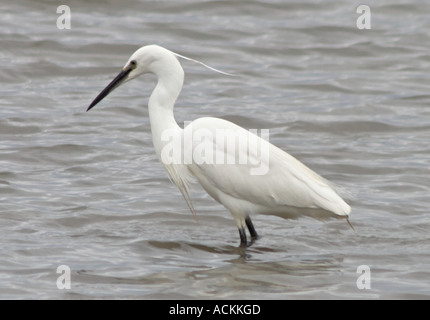 Einsamer weißer Seidenreiher Reiher Familie Stockfoto