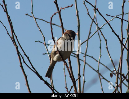 Baum-Spatz Passant Montanus Vogel auf Ast des Baumes Stockfoto