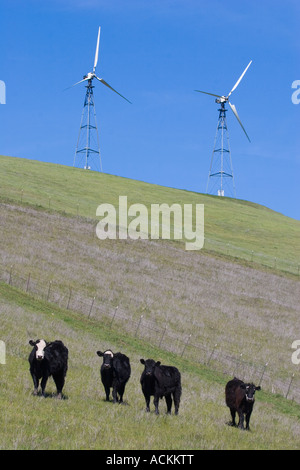 Vier schwarze Kühe stehend auf einem hügeligen Gebiet mit zwei Windmühlen mit Blick auf sie an der Spitze des Hügels Livermore, Kalifornien Stockfoto