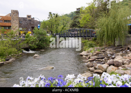 Weiße und violette Blumen blühen auf Brücke über Little Pigeon River in Gatlinburg, Tennessee, USA Stockfoto