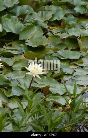 Wasserlilien in Emeralda Marsh in Zentral-Florida, USA Stockfoto