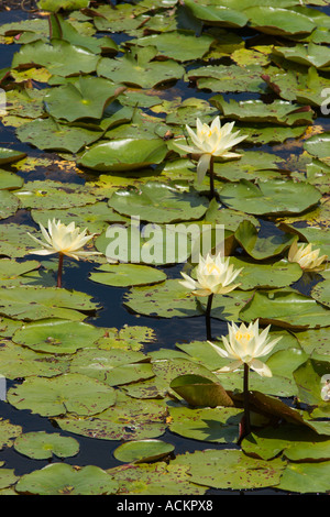 Wasserlilien in Emeralda Marsh in Zentral-Florida, USA Stockfoto