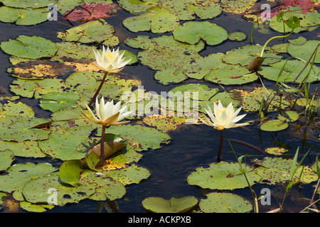 Wasserlilien in Emeralda Marsh in Zentral-Florida, USA Stockfoto