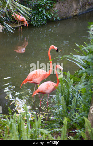 Drei rosa Flamingos waten in einem Wasserbecken im Lowry Park Zoo in Tampa, Florida, USA Stockfoto