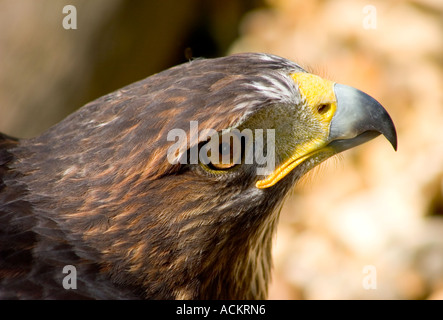 Harris Hawk Klasse: Aves Auftrag: Falconiformes Familie: Accipitridae Gattung & Arten: Parabuteo Unicinctus Stockfoto