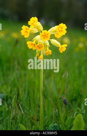 SCHLÜSSELBLUME Primula veris Stockfoto