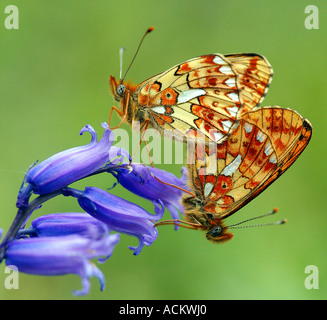 Pearl grenzt Fritillary Butterfly auf britische Bluebell Blume Stockfoto