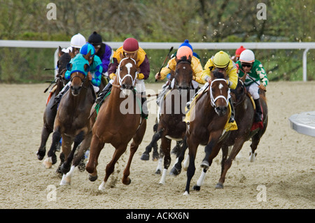 Vollblutpferde dritte wiederum beim Rennen in Keeneland Race Track in Lexington, Kentucky Stockfoto