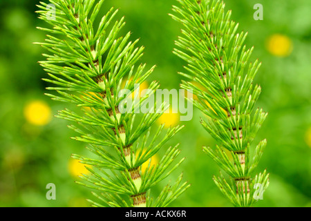Schachtelhalm (Equisetum Arvense) Stockfoto