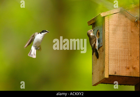 TRAUERSCHNÄPPER (Ficedula Hypoleuca) Männchen und Weibchen fliegen zum Feld verschachteln Stockfoto