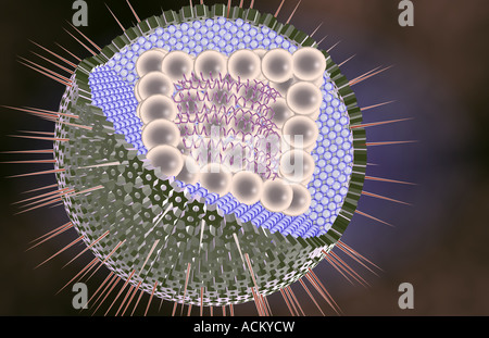 Herpes-Virus-Struktur Stockfoto